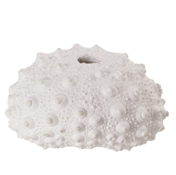 Escultura Concha Ouriço Resina Branco 9cm